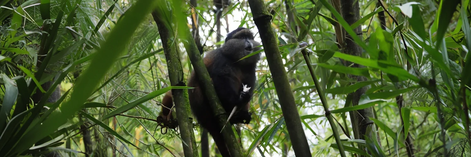 DSCN8292-1152x1536.jpg 1.webp